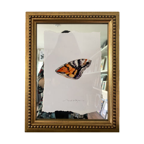 Primavera Mariposa Monarca