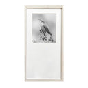 Benjamín Figueroa Marco Albayalde Ave picaflor cordillerano