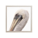 Benjamín Figueroa Marco Albayalde Acercamiento de pelicano