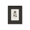 Botánico Girasol