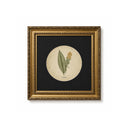 Botánico Vintage Curcuma