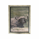 Buffalo marco ancho