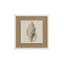 Conchitas Murex.