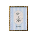 Flores Rayadas Agapanthus