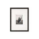 Fotos Movidas Cactus