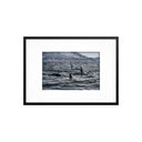 Fotos ballenas dron delfines