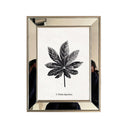 Herbario  Marco Espejo Fatsia Japonica