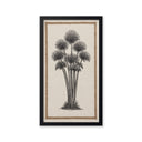Palmera Abanico.