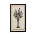 Palmera Platanera.