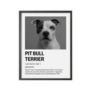 Perro Razas Icónicas Pitbull Terrier