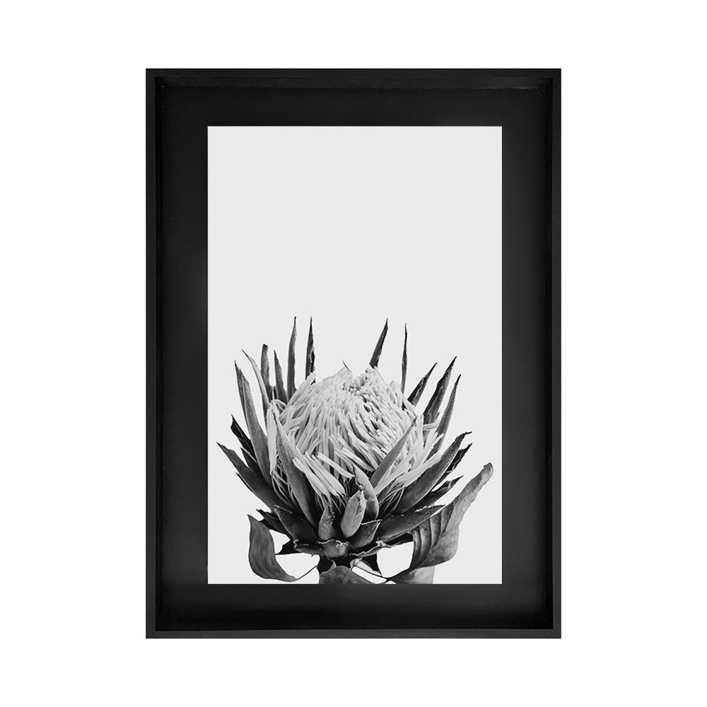 Fotografía 3D Proteas Minimal Protea