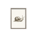 Serie campestre caracol