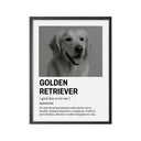 Perro Razas Icónicas Golden Retriver