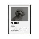 Perro Razas Icónicas Poodle