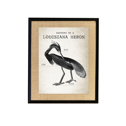 anatomy louisiana heron