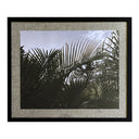 Fotografía Zoom Naturaleza Palma Chilena