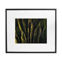 Fotografía Aloe Vera