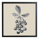 Ilustración Naturaleza Hierbas Maqui