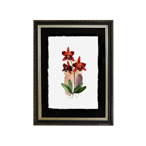 Flor orquídea roja