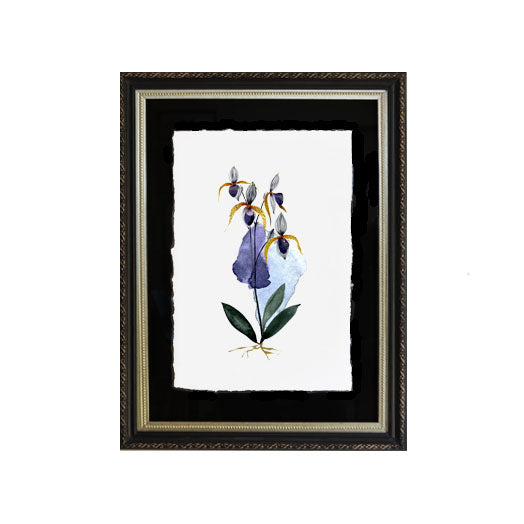 Flor orquídea azul
