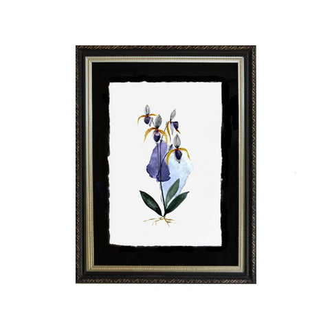 Flor orquídea azul
