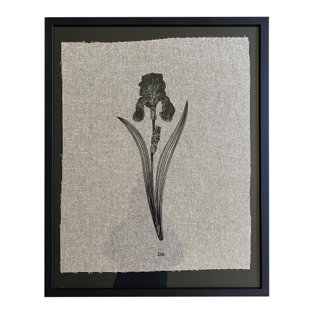 Serigrafía Herbario Iris Negro
